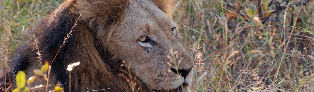 El plástico amenaza reserva natural de león asiático en La India