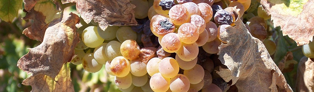 Presentan la guía de producción vitivinícola sostenible de Castilla y León