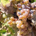 Presentan la guía de producción vitivinícola sostenible de Castilla y León