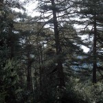 Primer proyecto de compensación forestal en España bajo estándares del Mercado Voluntario de Carbono