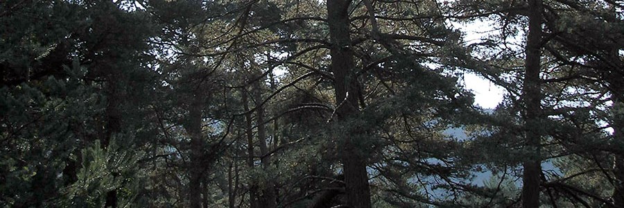 Primer proyecto de compensación forestal en España bajo estándares del Mercado Voluntario de Carbono