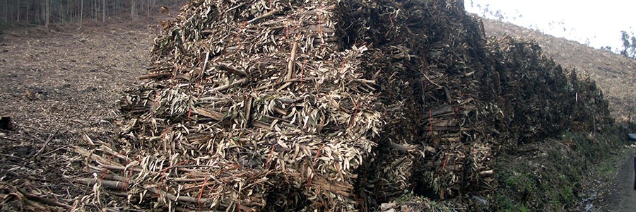 Investigan la valorización energética de residuos de eucalipto