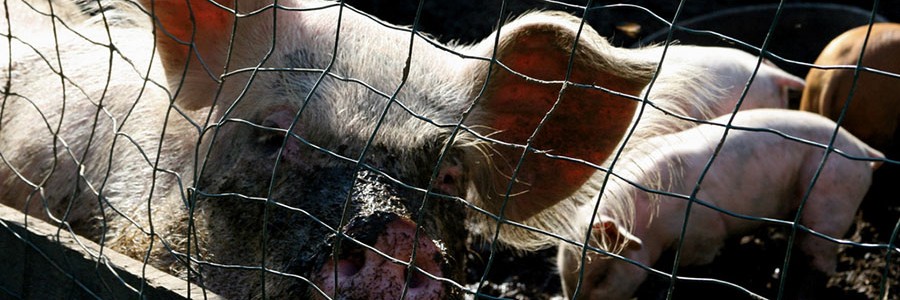 Dos plantas de tratamiento de purines, Proyectos Clima por su contribución a la reducción de emisiones