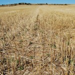 Bioetanol, bioplástico y ectoína a partir de paja de trigo