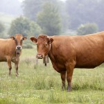 El uso de subproductos de colza en piensos permite reducir las emisiones un 13%