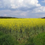 La producción mundial de biocombustibles cae por primera vez desde el año 2000