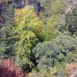 La disponibilidad de nutrientes determina la eficiencia de los bosques para capturar carbono