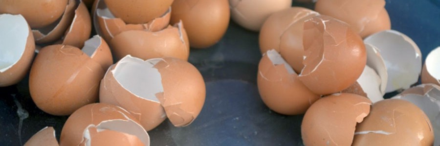 Proponen aprovechar la cáscara de huevo como fuente de calcio