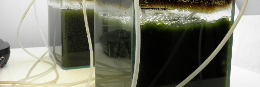 Investigan una microalga capaz de asimilar el amonio resultante de residuos agroalimentarios