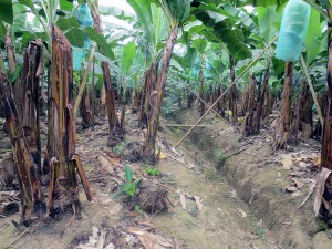 proyecto ecuatoriano para obtener hidrógeno de los residuos de banano