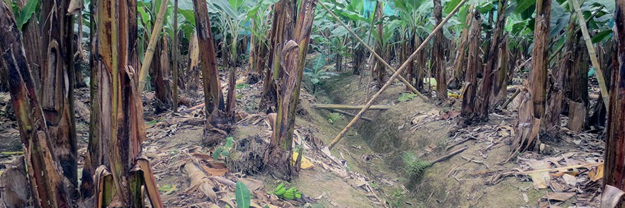 Ecuador: proyecto para obtener hidrógeno a partir de residuos de banano