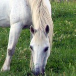 Vuelve la recogida de residuos con carro de caballos