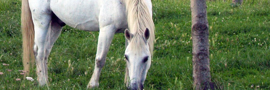 Vuelve la recogida de residuos con carro de caballos