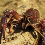 Obtienen bioplásticos a partir de residuos de cangrejo rojo del Guadalquivir