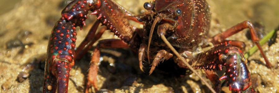 Obtienen bioplásticos a partir de residuos de cangrejo rojo del Guadalquivir