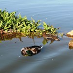 Los humedales abastecidos con aguas residuales depuradas podrían actuar como “trampas ecológicas” para las aves
