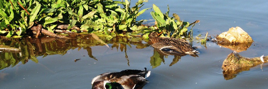 Los humedales abastecidos con aguas residuales depuradas podrían actuar como “trampas ecológicas” para las aves