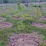 Mil árboles crecen ya en el Tercer Bosque SIGAUS