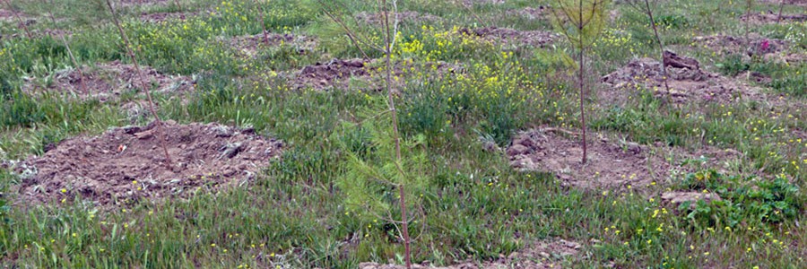 Mil árboles crecen ya en el Tercer Bosque SIGAUS