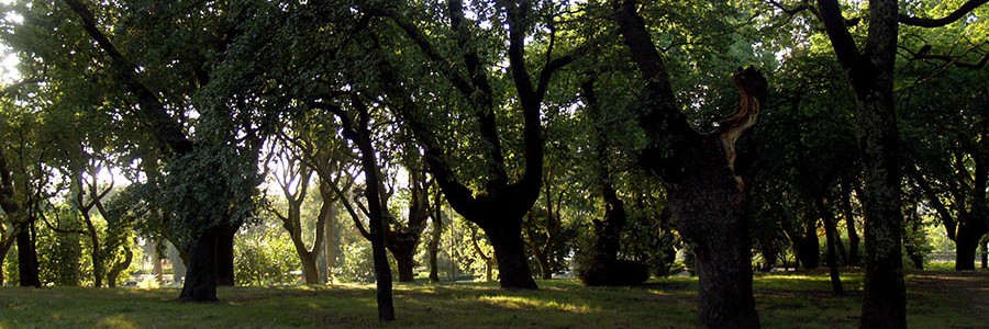 Árboles que producen más biomasa gracias a la biotecnología