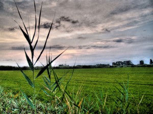 El proyecto SOSTRICE obtendrá energía y nutrientes de los residuos de arroz