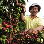 Generan energía limpia a partir de residuos de la producción de café