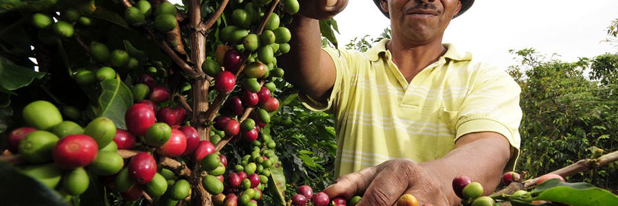 Generan energía limpia a partir de residuos de la producción de café