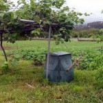 Más de 3.000 familias gallegas ya hacen compost con sus propios residuos