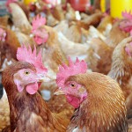 Obtienen biodiésel a partir de grasa de pollo