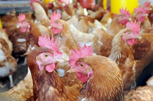 proponen valorizar como biodiésel la grasa de pollo