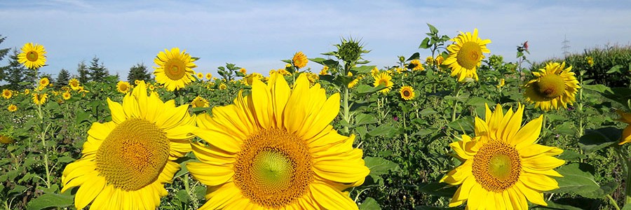 Desarrollo del Proyecto agroBIOMET. Evaluación del biometano procedente de la planta de demostración como biocombustible en vehículos a motor