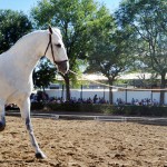 Un contador informará de los kilos de residuos recogidos durante la Feria Internacional Ganadera de Zafra