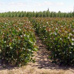 Aprovecharán purines de cerdo como fertilizante en cultivos energéticos de chopo