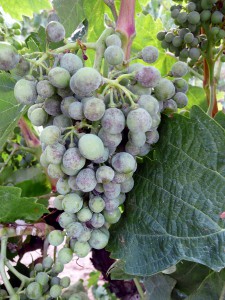 Investigan estrategias para reducir el uso de plaguicidas en viticultura