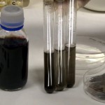 Obtienen grafeno a partir de residuos de piel de gamba y algas