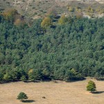 Siete municipios valencianos producirán biomasa con cultivos energéticos