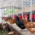 Sustituyen gas natural por biogás procedente de subproductos avícolas y otros residuos