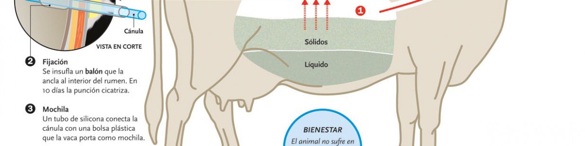 Infografía: cómo aprovechar el metano emitido por las vacas
