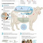 Infografía: cómo aprovechar el metano emitido por las vacas