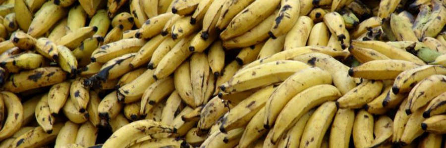 Valorización de residuos de la producción de plátano para fabricar cemento