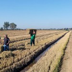 Aprovechamiento de la paja de arroz como materia prima de interés industrial