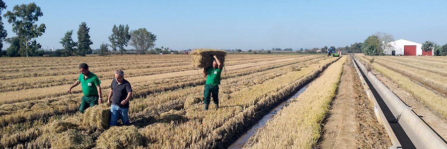 Aprovechamiento de la paja de arroz como materia prima de interés industrial