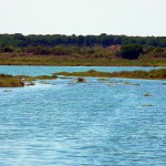 Una nueva microalga descubierta en Marismas del Odiel podría producir biodiésel