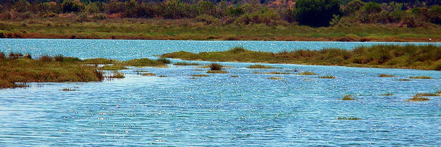 Una nueva microalga descubierta en Marismas del Odiel podría producir biodiésel