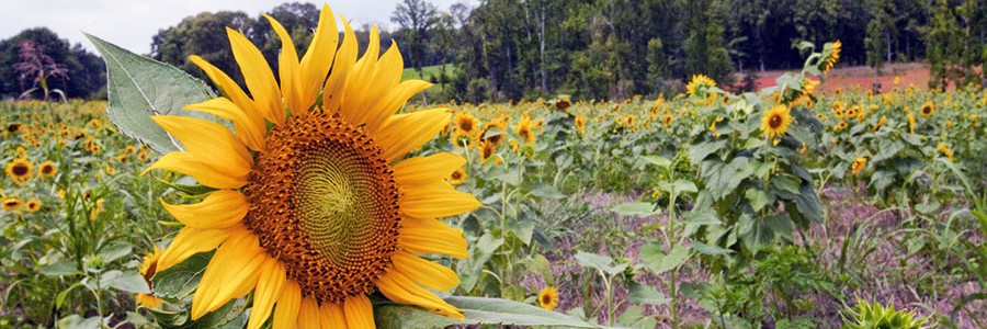 Los ecologistas consideran “tibia” la reforma sobre agrocombustibles propuesta por la UE