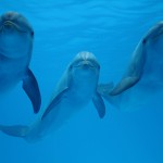 Los retardantes de llama amenazan a los delfines del Mediterráneo
