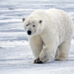 Los residuos y contaminantes también amenazan al oso polar