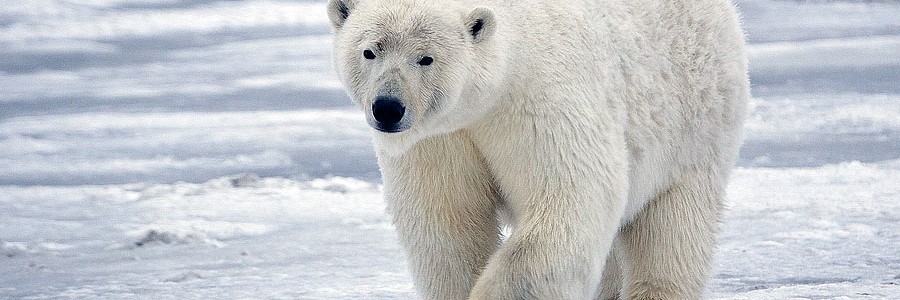 Los residuos y contaminantes también amenazan al oso polar