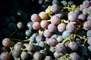 Investigadores mexicanos aprovechan los residuos de la uva para producir un extracto con aplicaciones médicas y cosméticas