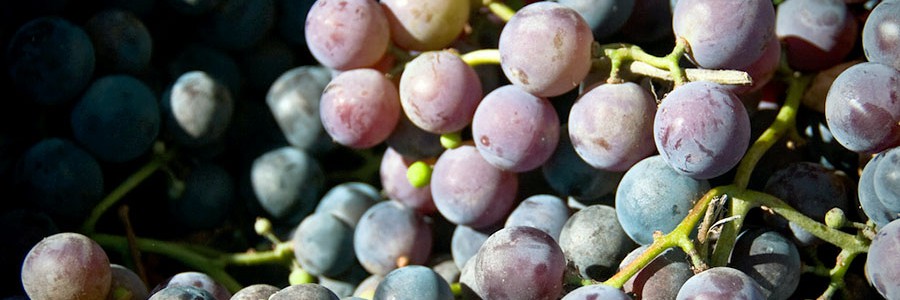 Aprovechan residuos de uva para obtener productos médicos y cosméticos